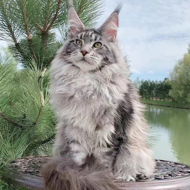 猫舍直销,批发价出售,缅因猫
